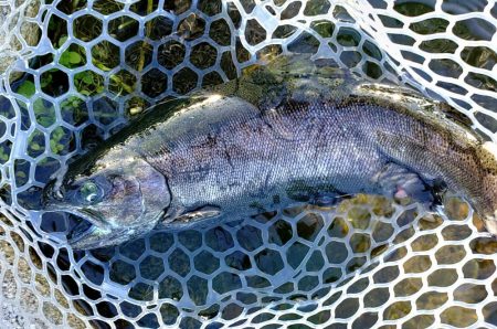 ミノーイングが楽しいフィッシングパーク高島の泉